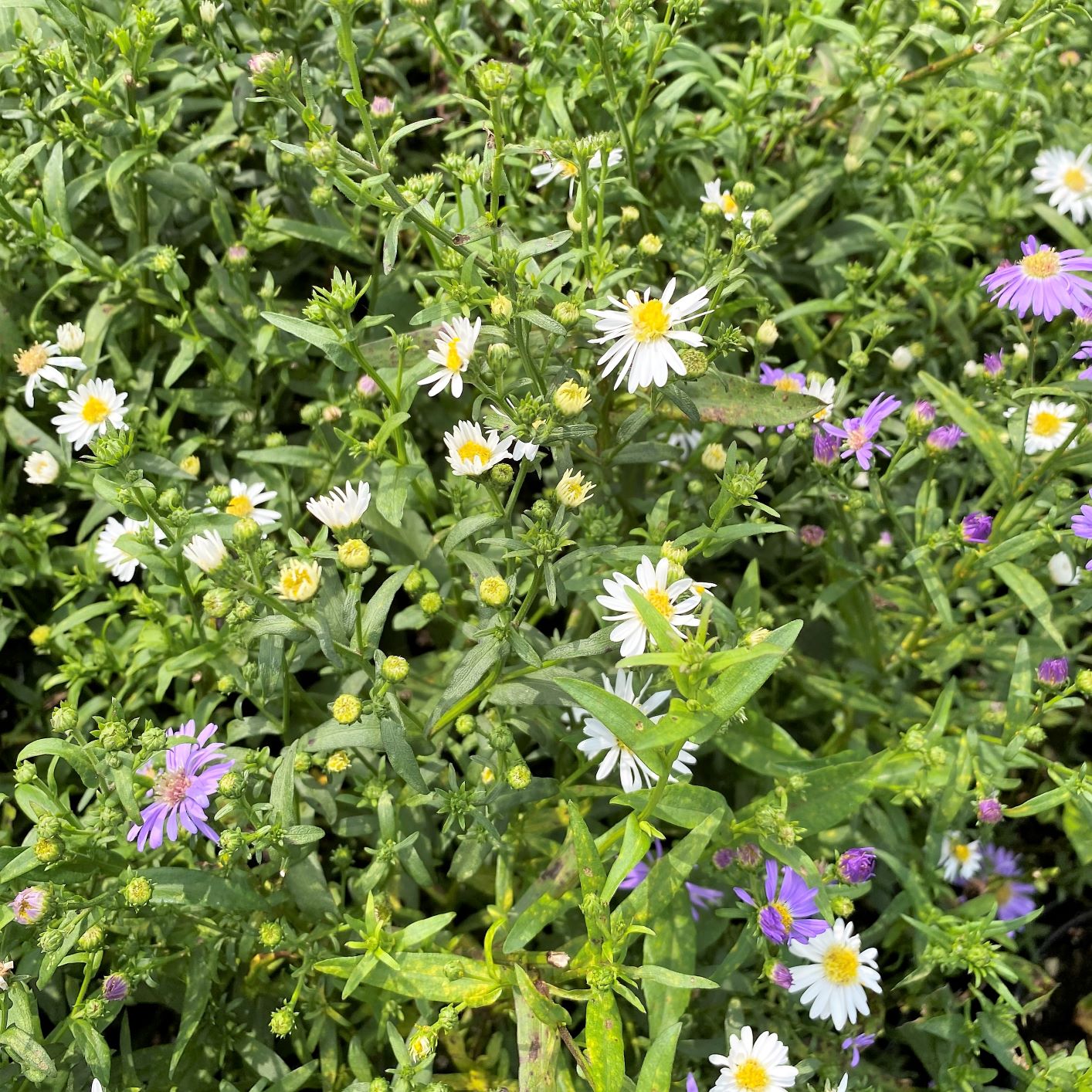 Aster novi-belgii 1G