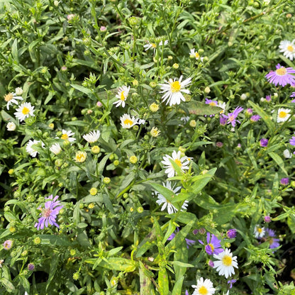 Aster novi-belgii 1Q