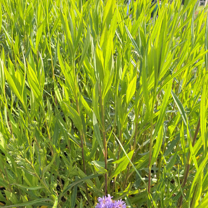 Aster novi-belgii 1Q