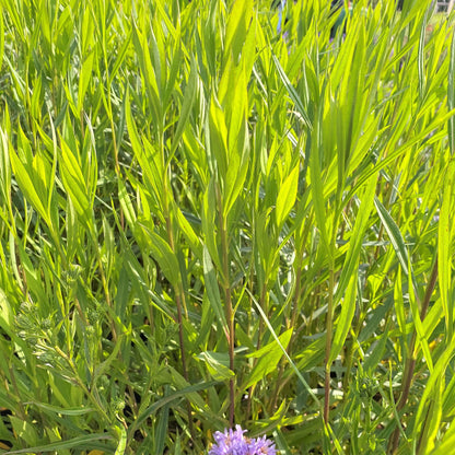 Aster novi-belgii 1Q