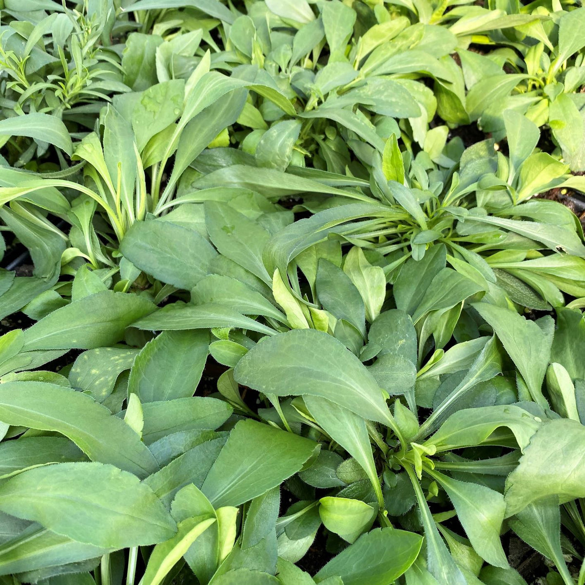 Aster pilosus 1G