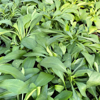 Aster pilosus 1G