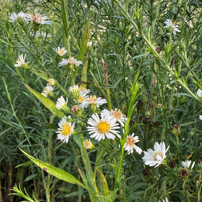 Aster pilosus 1G