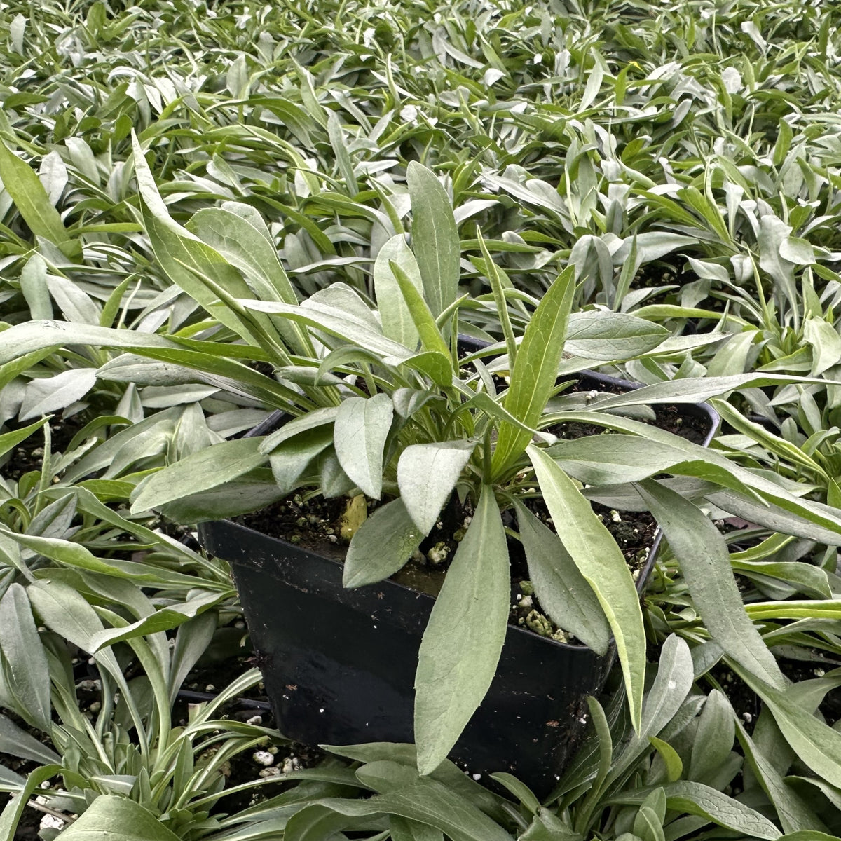 Aster pilosus 1G