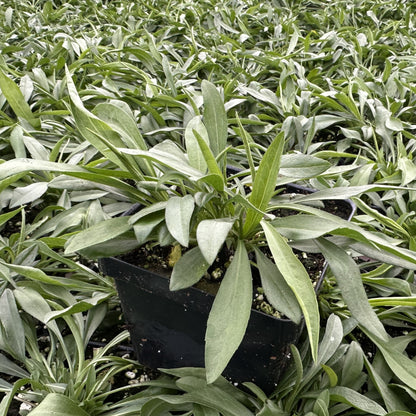 Aster pilosus 1G