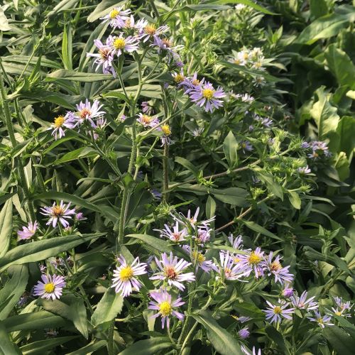 Aster puniceus 1G