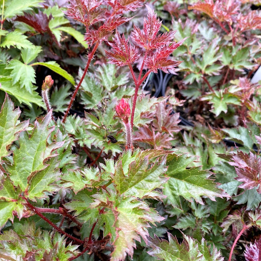 Astilbe x Delft Lace 1G