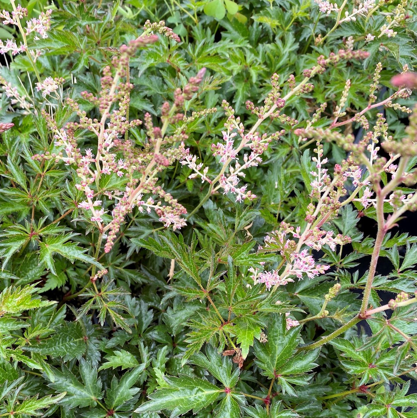 Astilbe x simplicifolia Hennie Graafland 1G