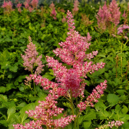 Astilbe x japonica Rheinland 1G