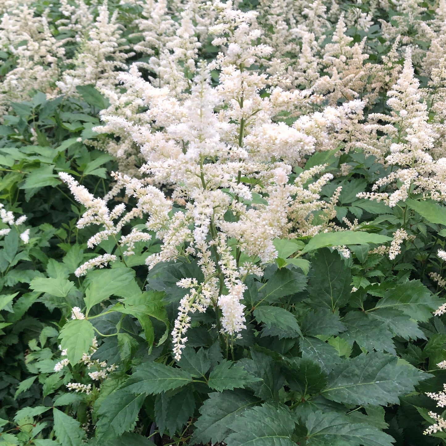 Astilbe x arendsii Bridal Veil 1G