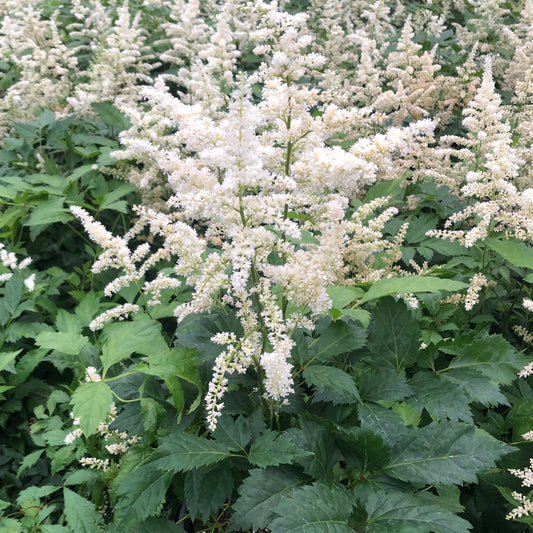 Astilbe x arendsii Bridal Veil 1G