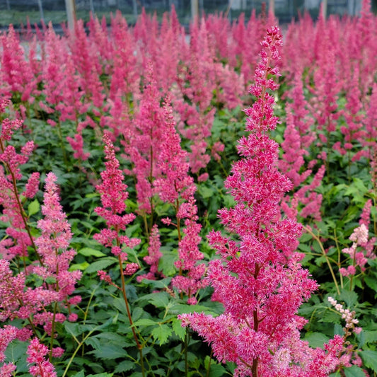 Astilbe x Fanal 1G