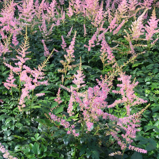 Astilbe x simplicifolia Hennie Graafland 1G