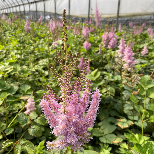 Astilbe chinensis var. taquetii 'Superba' 1G