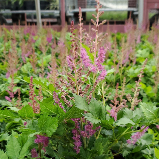 Astilbe chinensis 'Visions' 1G