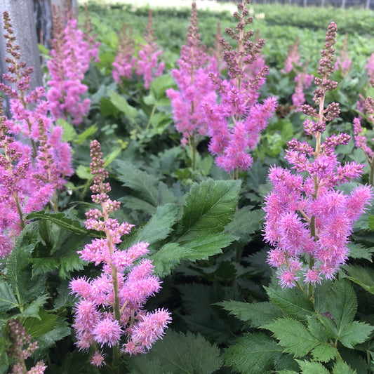 Astilbe chinensis Visions 1G