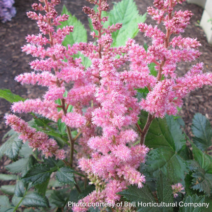 Astilbe chinensis Vision in Pink 1G
