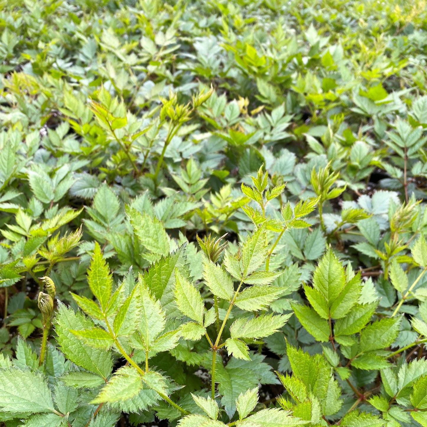 Astilbe chinensis Vision in Pink 1G