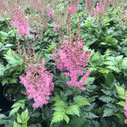 Astilbe chinensis 'Little Vision in Pink' 1G