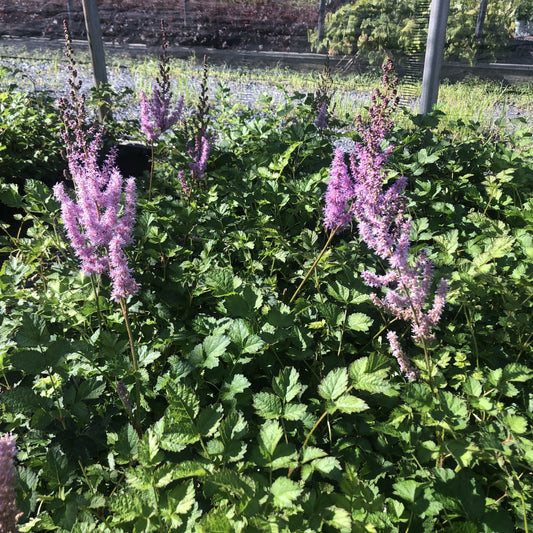 Astilbe chinensis var. taquetii 'Purple Candles' 1G