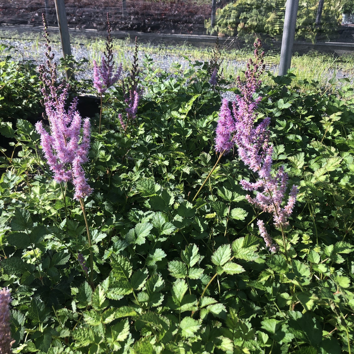 Astilbe chinensis Purple Candles 1G