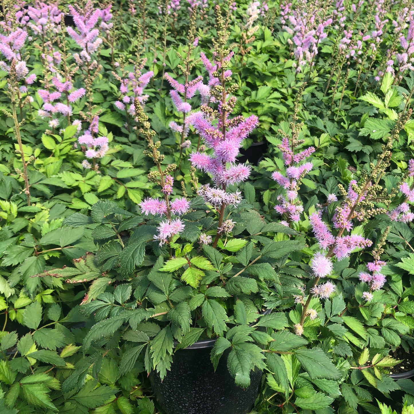 Astilbe chinensis var. pumila 1G