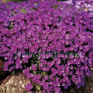 Aubrieta x 'Purple Cascade' 1Q