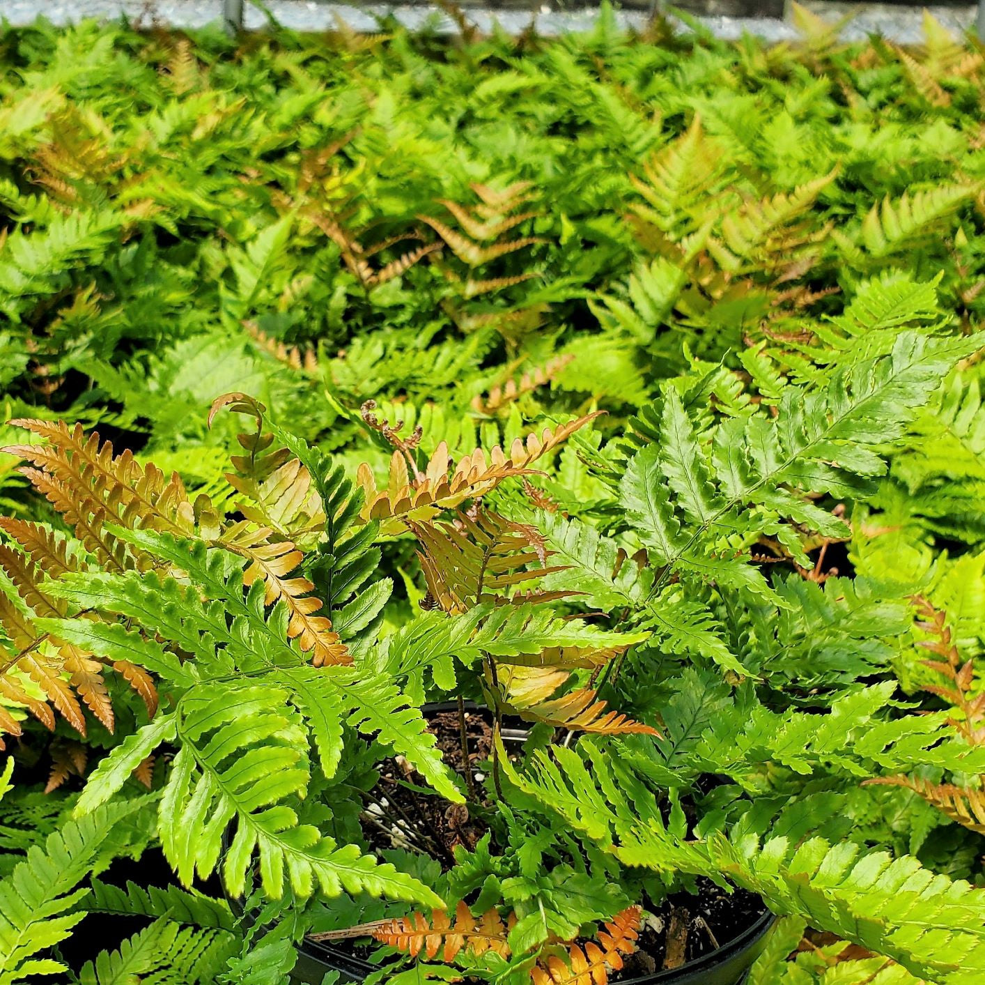 Autumn Fern Brilliance 1G