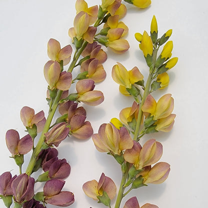 Baptisia x 'Aurora' 1G (False Indigo)