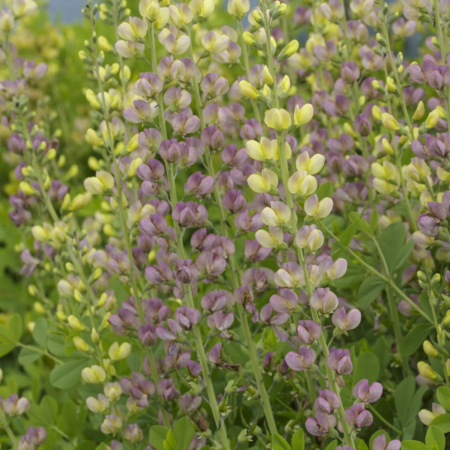 Baptisia x 'Aurora' 1G (False Indigo)