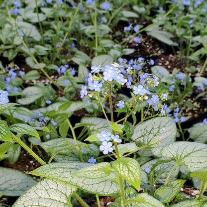Brunnera macrophylla Sea Heart 1Q