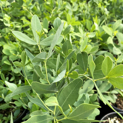 Baptisia alba 1G (False Indigo)