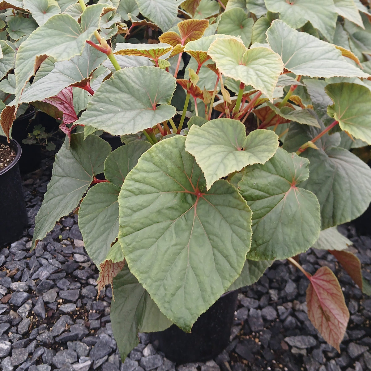 Begonia grandis 1G