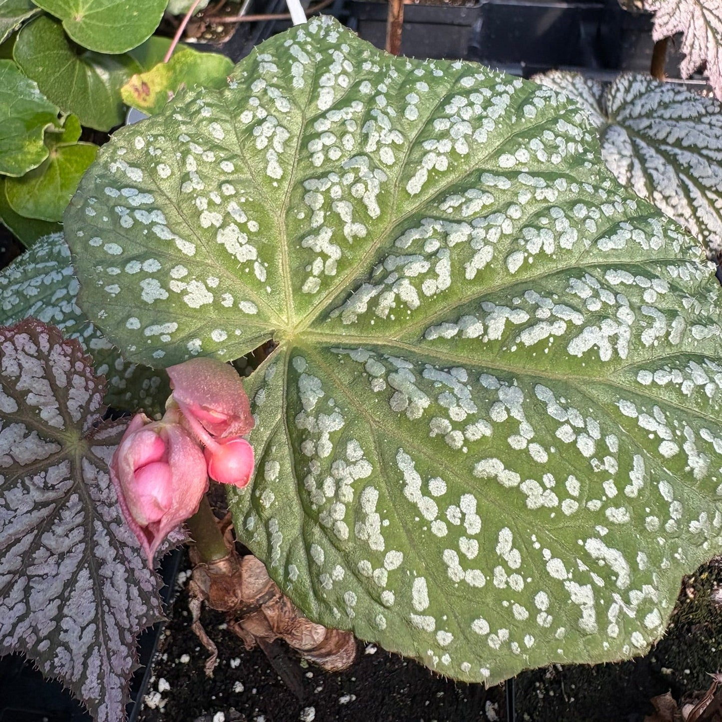 Begonia x Neon Moon 1Q