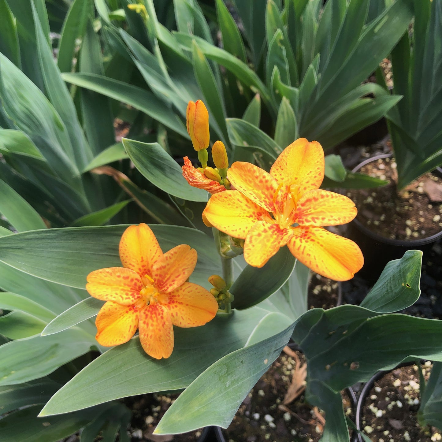 Belamcanda chinensis 'Freckle Face' 1G (Blackberry Lily)