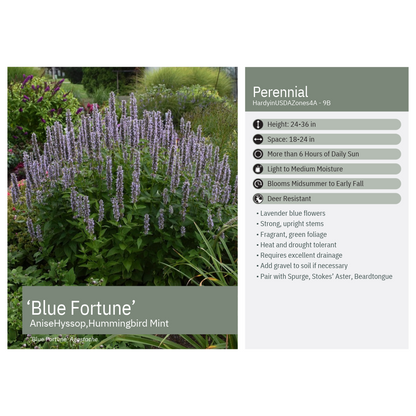 Agastache x Blue Fortune 1G