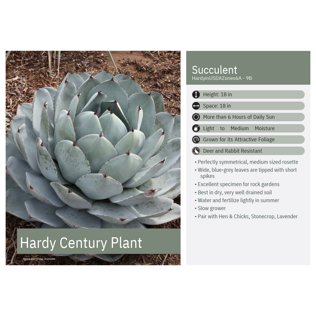 Agave parryi ssp. truncata 3.25"