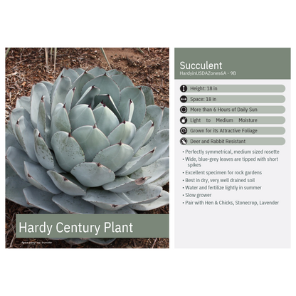 Agave parryi ssp. truncata 3.25"