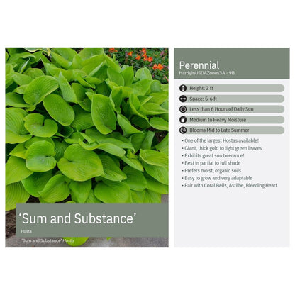Hosta x Sum and Substance 1G