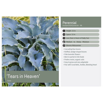 Hosta x Tears in Heaven 1Q