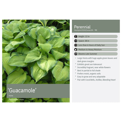 Hosta x Guacamole 1G