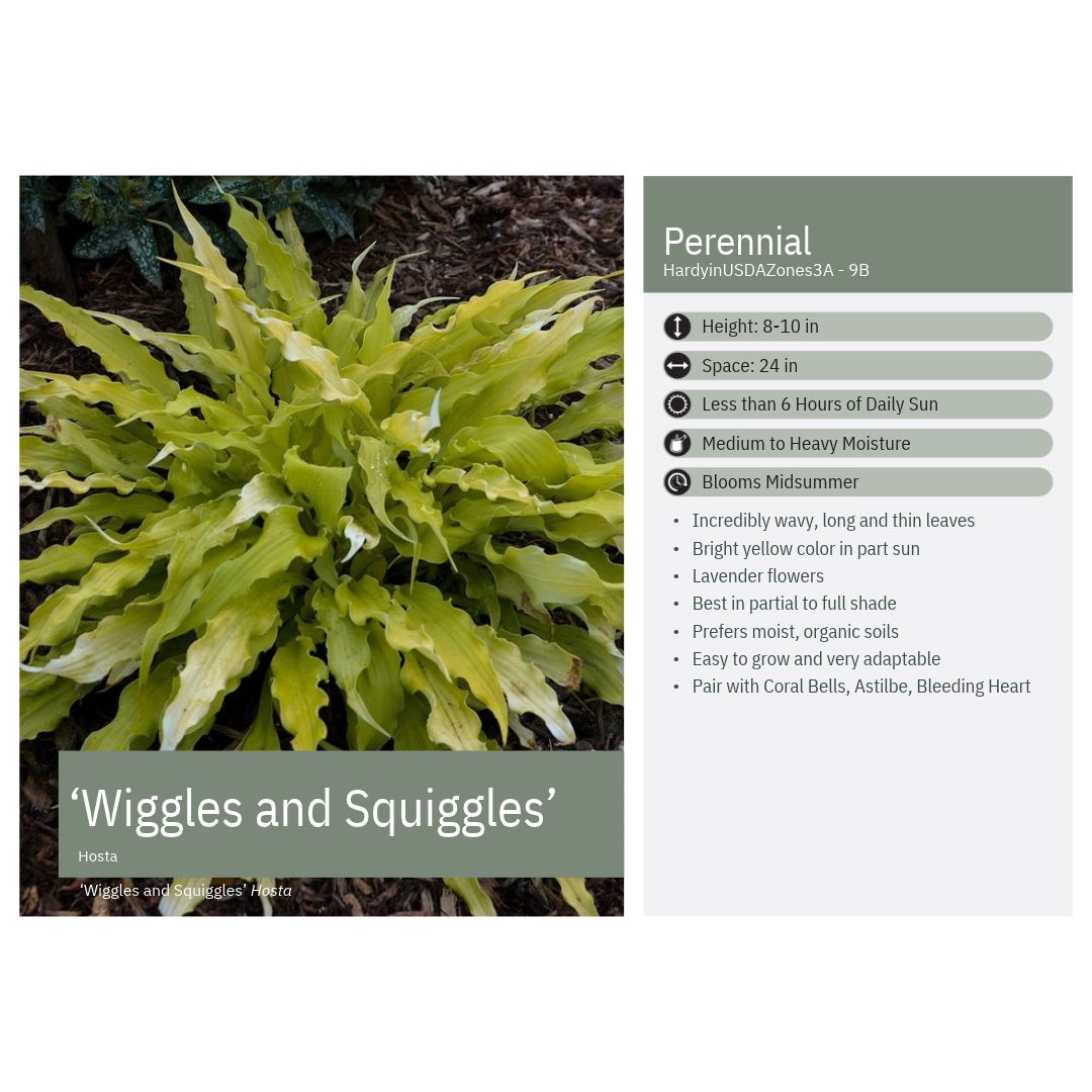 Hosta Wiggles and Squiggles 1Q