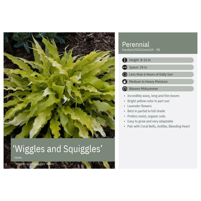 Hosta Wiggles and Squiggles 1Q