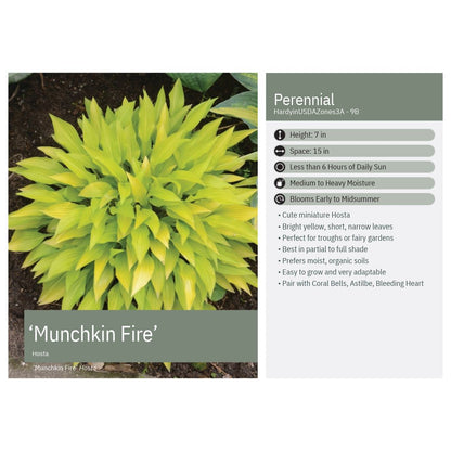 Hosta Munchkin Fire 1Q