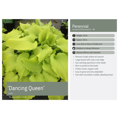 Hosta Dream Queen 1Q
