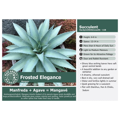 Mangave Frosted Elegance 1Q