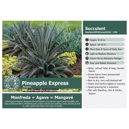 Mangave Pineapple Express 1G