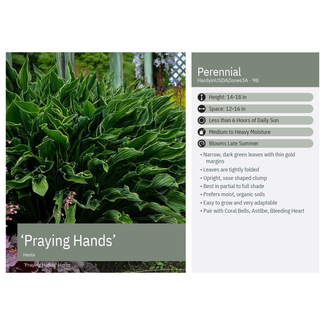 Hosta x Praying Hands 1Q
