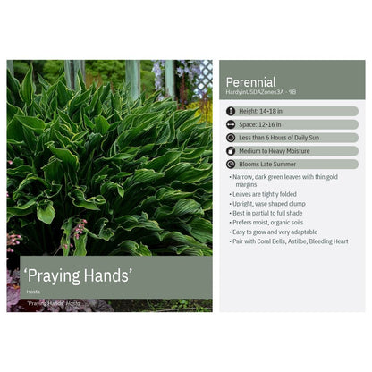 Hosta x Praying Hands 1Q