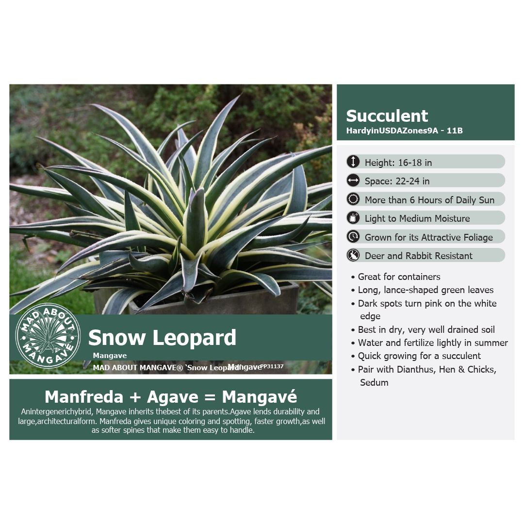 Mangave Snow Leopard 1G